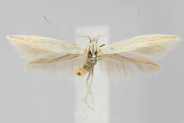 Image de Coleophora duplicis Braun 1921