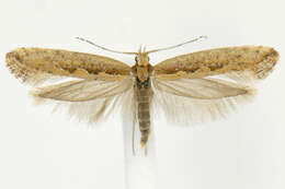 صورة Plutella xylostella Linnaeus 1767