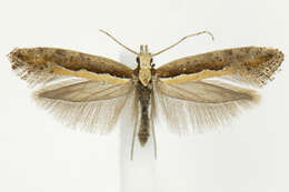 صورة Plutella xylostella Linnaeus 1767