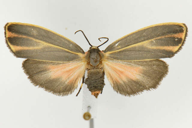 Image of Painted Lichen Moth