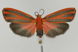 Image of Scarlet-winged Lichen Moth