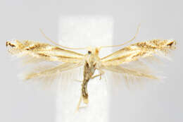 Image of Bucculatrix angustata Frey & Boll 1876