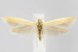 Image of Coleophora versurella Zeller