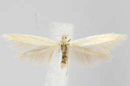 Coleophora bispinatella McDunnough 1954的圖片