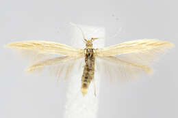 Coleophora bispinatella McDunnough 1954的圖片