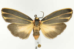 Image of Painted Lichen Moth