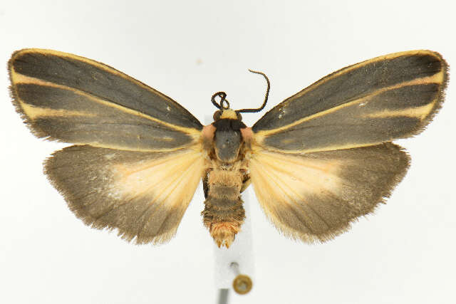 Image of Painted Lichen Moth