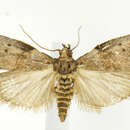 Image of Acrobasis carpinivorella Neunzig 1970