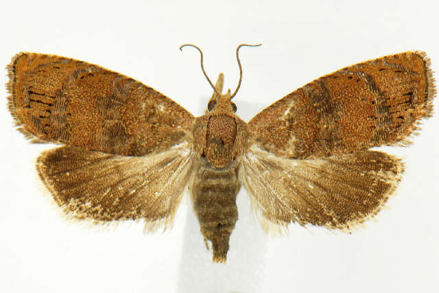 Image of Filbertworm Moth