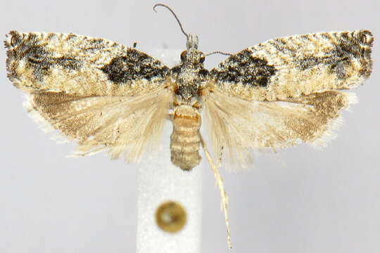 Image of <i>Epinotia criddleana</i>