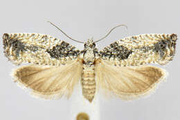 Image of <i>Epinotia criddleana</i>