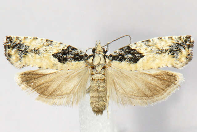 Image of <i>Epinotia criddleana</i>