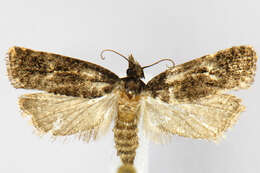 Image of Phtheochroa riscana Kearfott 1907