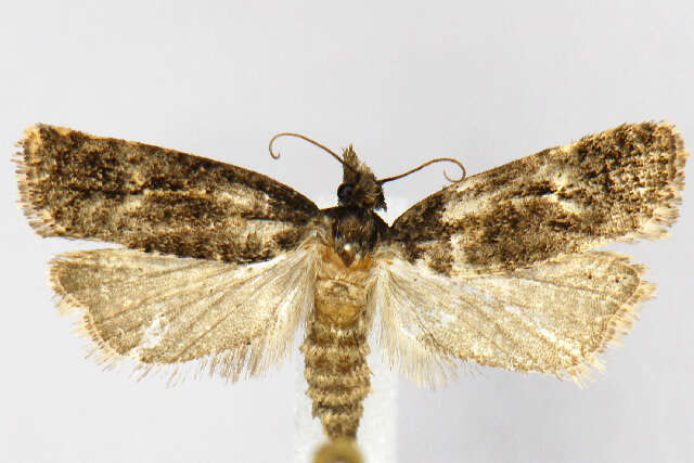 Image of Phtheochroa riscana Kearfott 1907