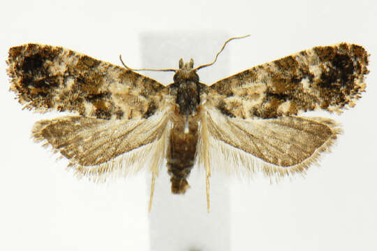 Image de <i>Cochylis hoffmanana</i>