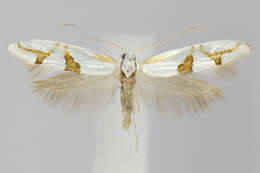 Image de <i>Argyresthia oreasella</i>