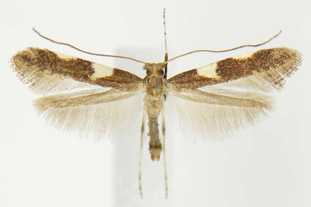 Sivun Caloptilia cornusella (Ely 1915) kuva