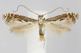 Image of Parornix arbutifoliella (Dietz 1907)