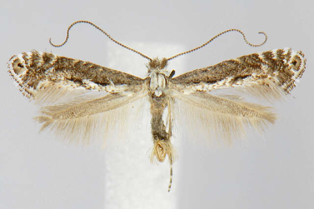 Image of Parornix arbutifoliella (Dietz 1907)