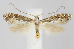 Image of Parornix arbutifoliella (Dietz 1907)