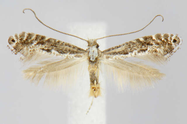 Image of Parornix arbutifoliella (Dietz 1907)