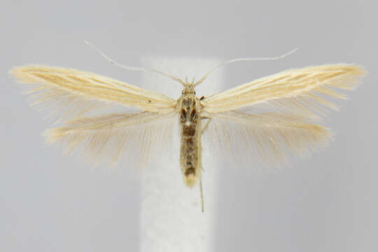 Coleophora bispinatella McDunnough 1954的圖片