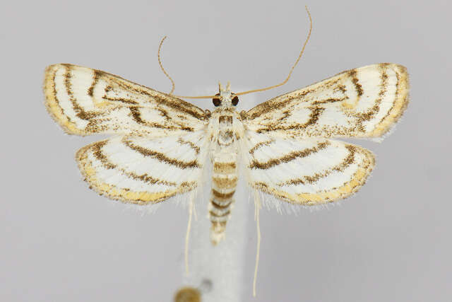 Image of Chestnut-marked Pondweed Moth