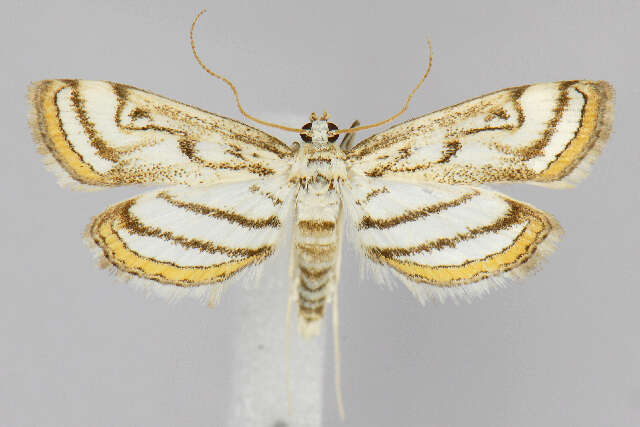 Image of Chestnut-marked Pondweed Moth