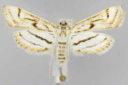 Image of Chestnut-marked Pondweed Moth