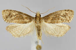 Image of Phtheochroa riscana Kearfott 1907