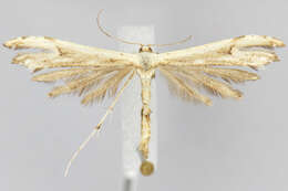 Image of Oidaematophorus mathewianus (Zeller 1874)