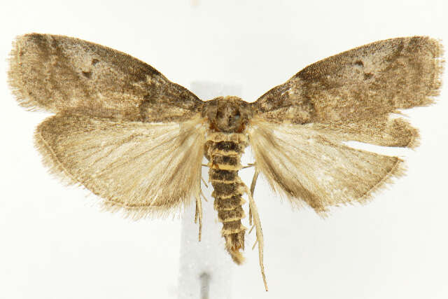 Image of Acrobasis betulella Hulst 1890