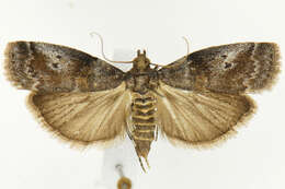 Image of Acrobasis betulella Hulst 1890