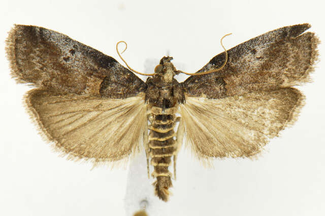 Image of Acrobasis betulella Hulst 1890