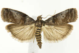 Image of Acrobasis betulella Hulst 1890