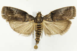 Image of Acrobasis betulella Hulst 1890