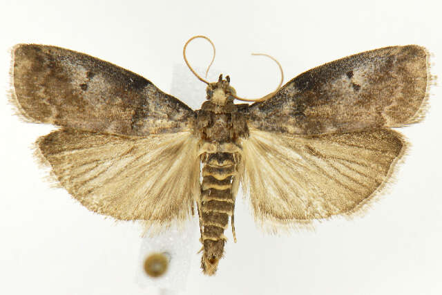 Image of Acrobasis betulella Hulst 1890