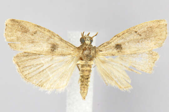 Acrobasis ostryella Ely 1913 resmi