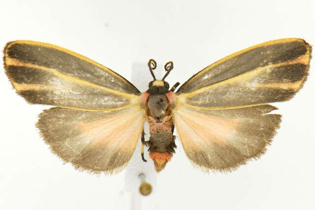 Image of Painted Lichen Moth