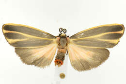 Image of Painted Lichen Moth