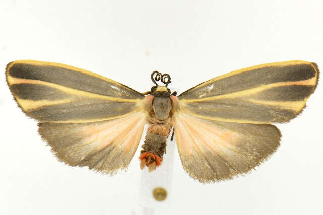 Image of Painted Lichen Moth