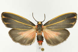 Image of Painted Lichen Moth