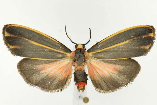 Image of Painted Lichen Moth