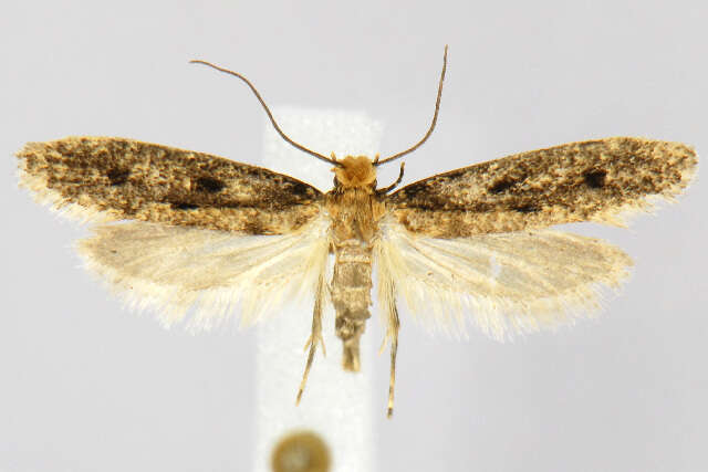 Image of Niditinea orleansella (Chambers 1873)