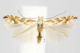 Image of Aspen Leaf Blotch Miner Moth