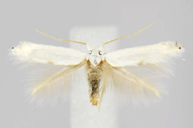 Image of Pseudopostega cretea (Meyrick 1920) Davis 1989