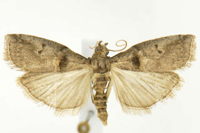 Acrobasis ostryella Ely 1913 resmi