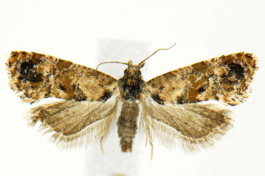 Image de <i>Cochylis hoffmanana</i>