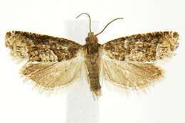 Image de <i>Eucosma marmontana</i>