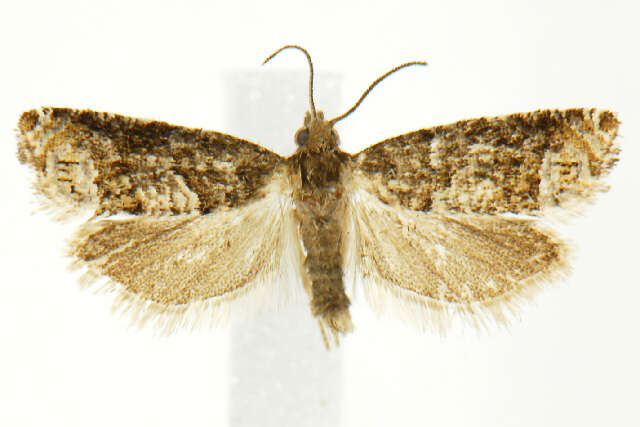 Image de <i>Eucosma marmontana</i>